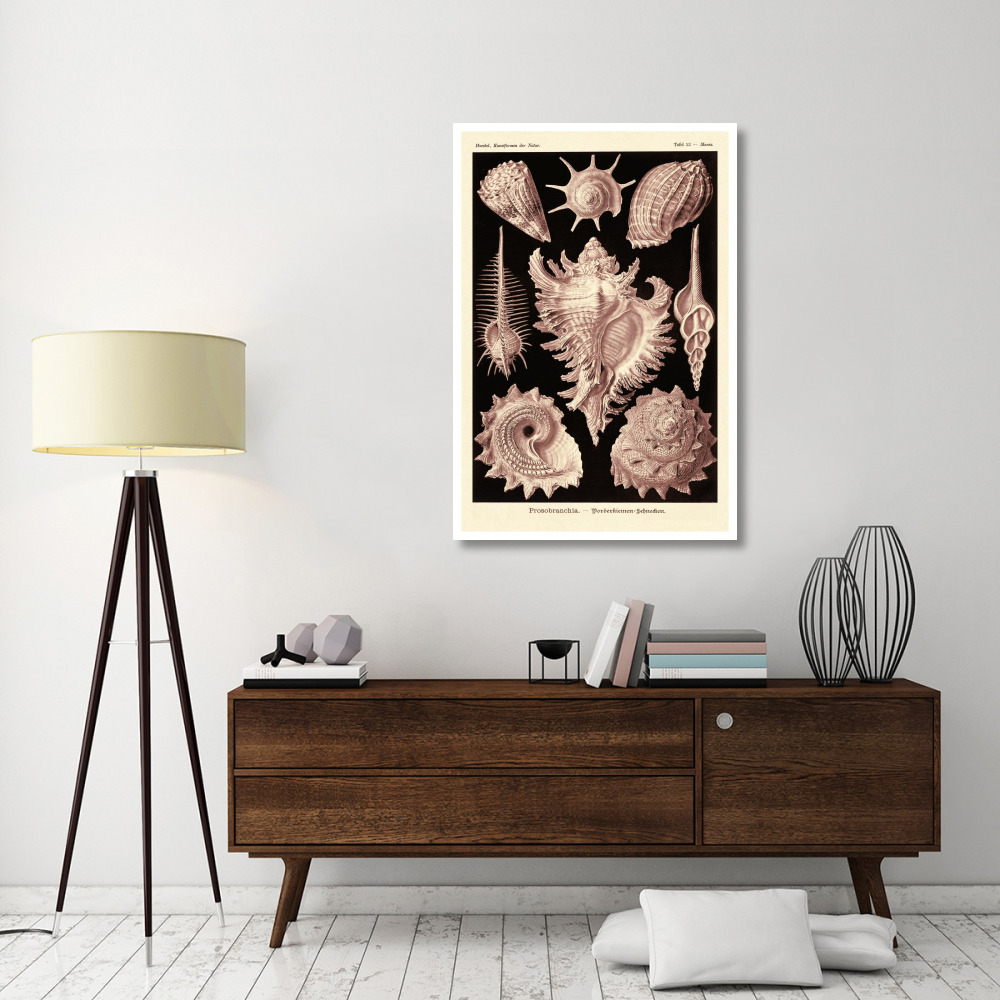 Haeckel Nature Illustrations Gastropods - Rose Tint-Paper Art-34&quotx50"