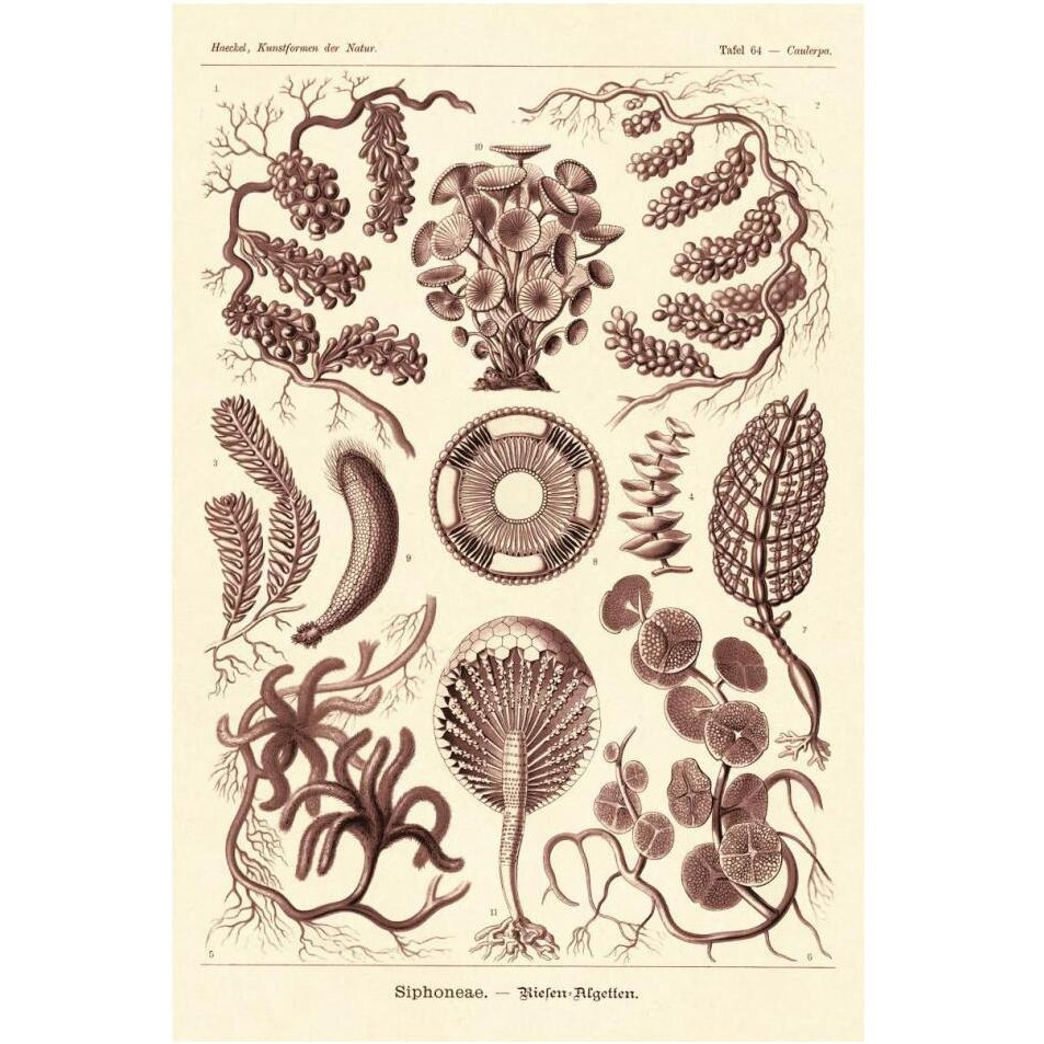 Haeckel Nature Illustrations Siphoneae Hydrozoa - Rose Tint-Paper Art-14&quotx20"