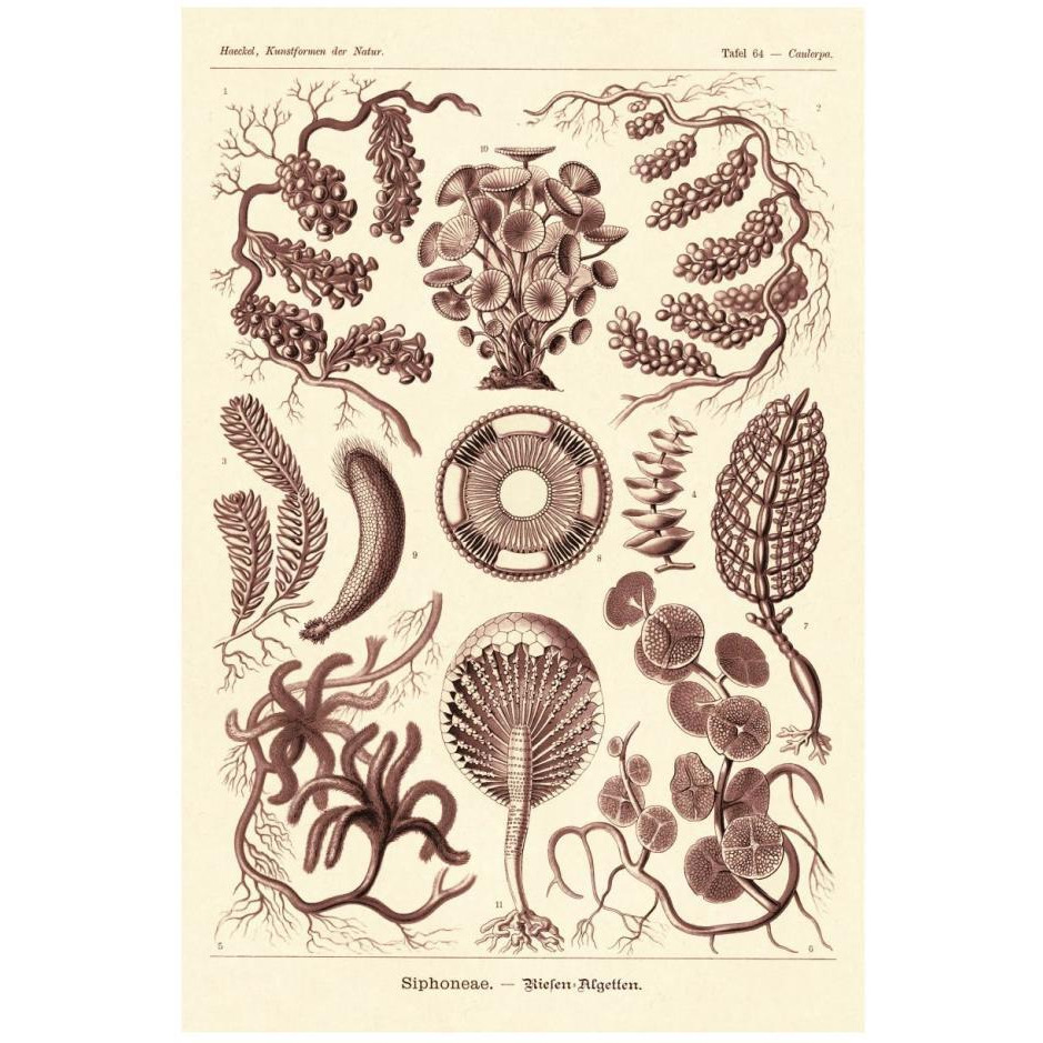 Haeckel Nature Illustrations Siphoneae Hydrozoa - Rose Tint-Paper Art-18&quotx26"