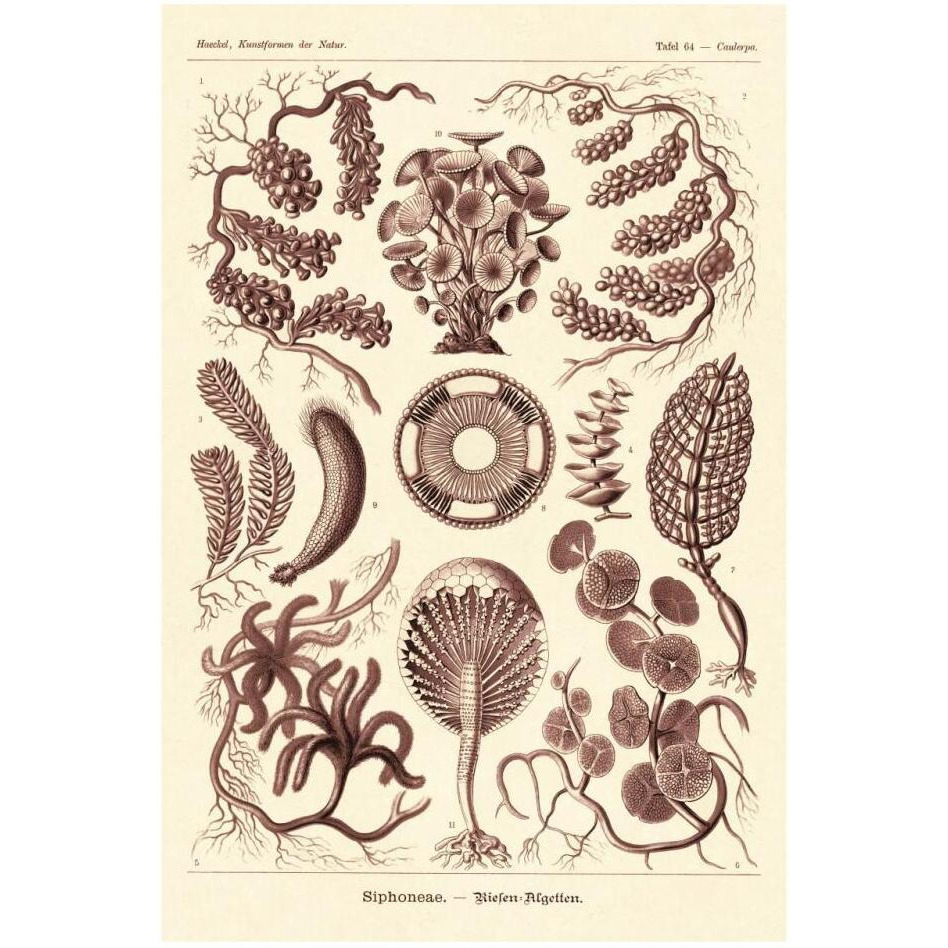 Haeckel Nature Illustrations Siphoneae Hydrozoa - Rose Tint-Paper Art-22&quotx32"