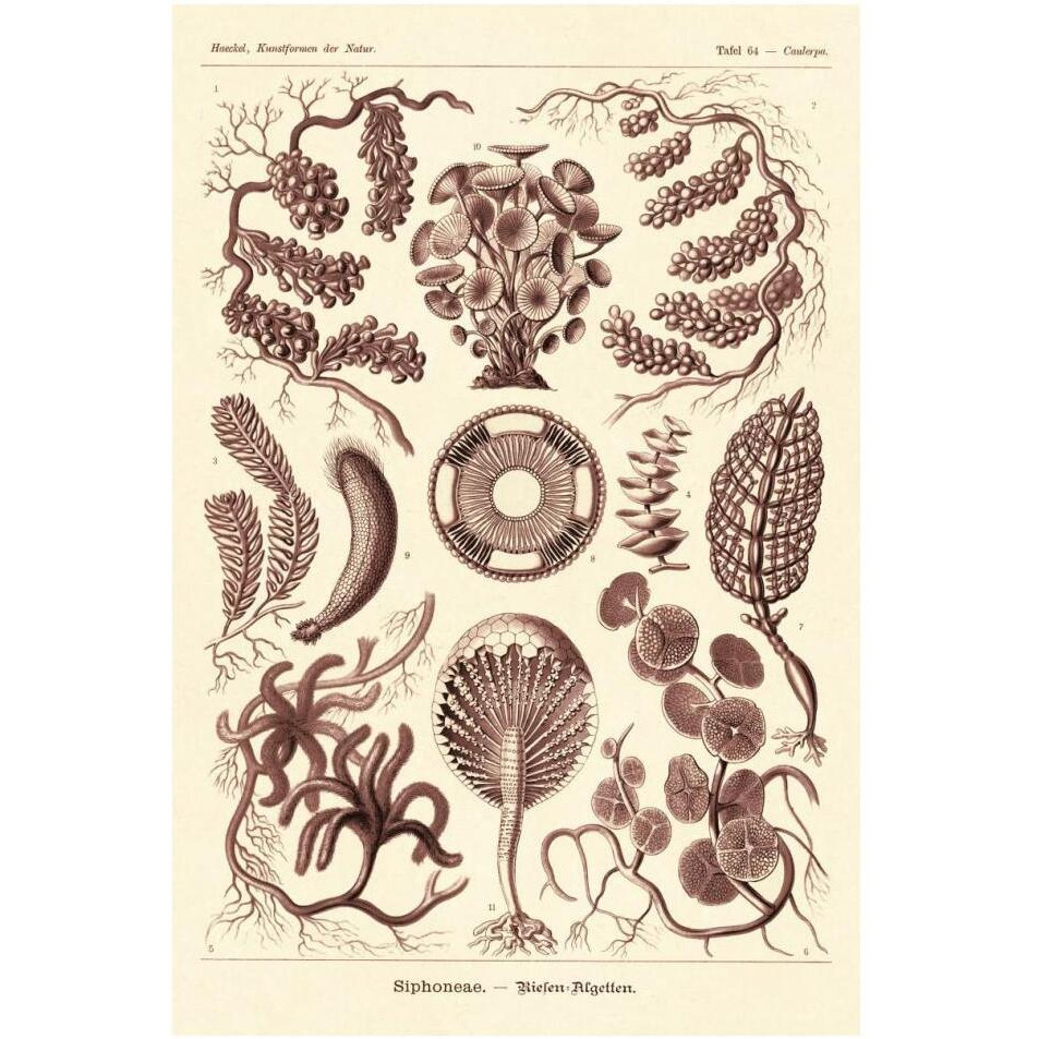 Haeckel Nature Illustrations Siphoneae Hydrozoa - Rose Tint-Paper Art-26&quotx38"