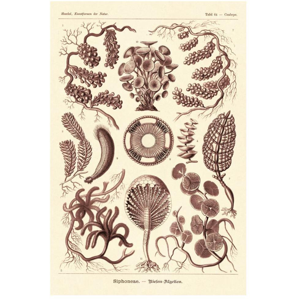 Haeckel Nature Illustrations Siphoneae Hydrozoa - Rose Tint-Paper Art-34&quotx50"