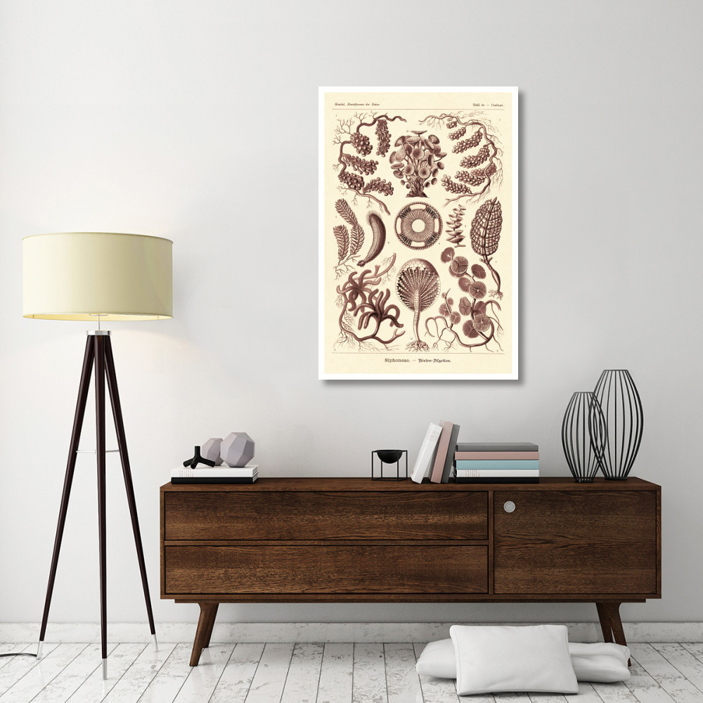 Haeckel Nature Illustrations Siphoneae Hydrozoa - Rose Tint-Paper Art-34&quotx50"