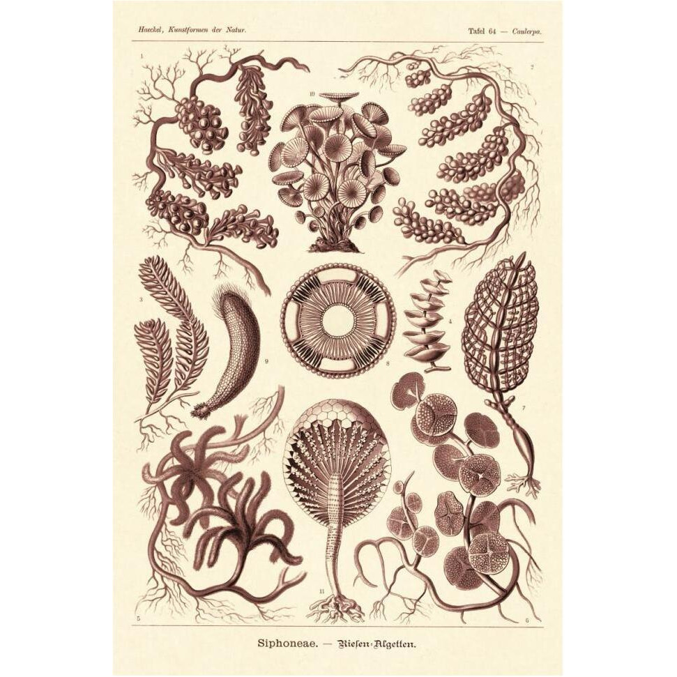 Haeckel Nature Illustrations Siphoneae Hydrozoa - Rose Tint-Paper Art-42&quotx62"