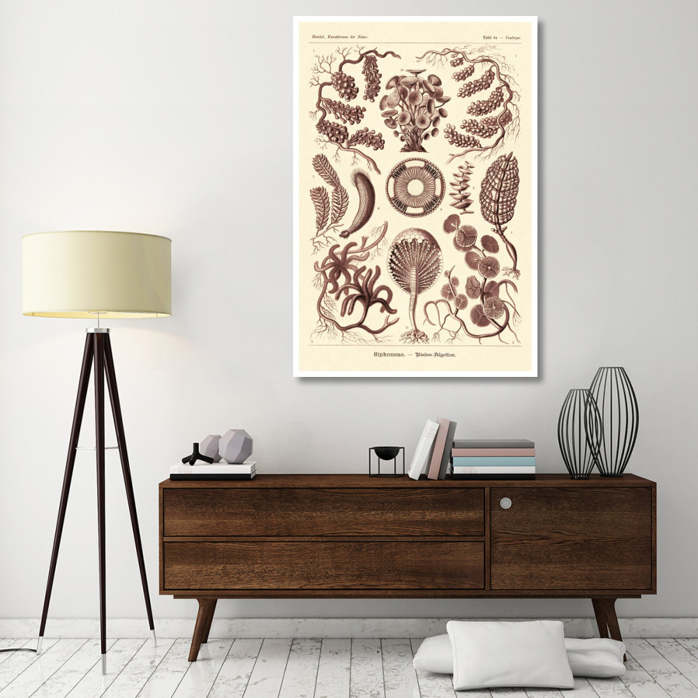 Haeckel Nature Illustrations Siphoneae Hydrozoa - Rose Tint-Paper Art-42&quotx62"