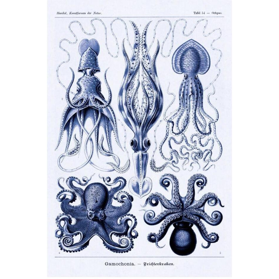 Haeckel Nature Illustrations Jelly Fish - Dark Blue Tint-Paper Art-22&quotx32"