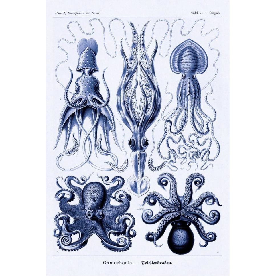 Haeckel Nature Illustrations Jelly Fish - Dark Blue Tint-Paper Art-42&quotx62"