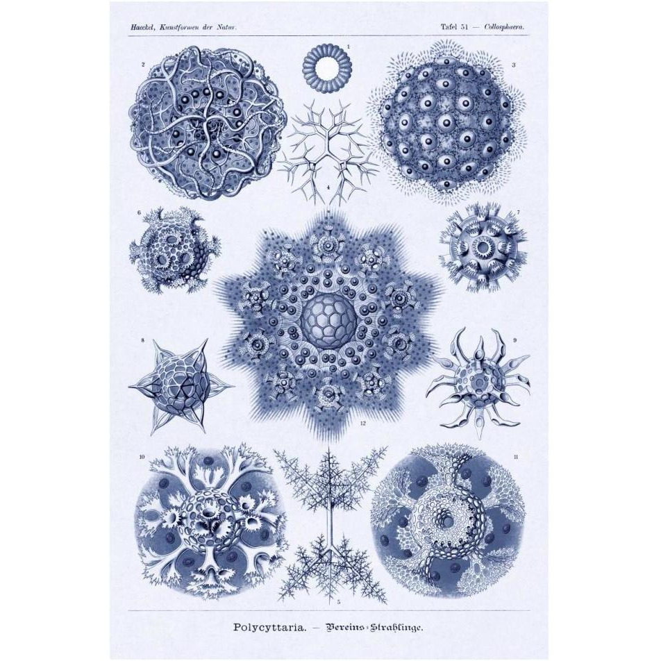 Haeckel Nature Illustrations Siphoneae Hydrozoa - Dark Blue Tint-Paper Art-14&quotx20"