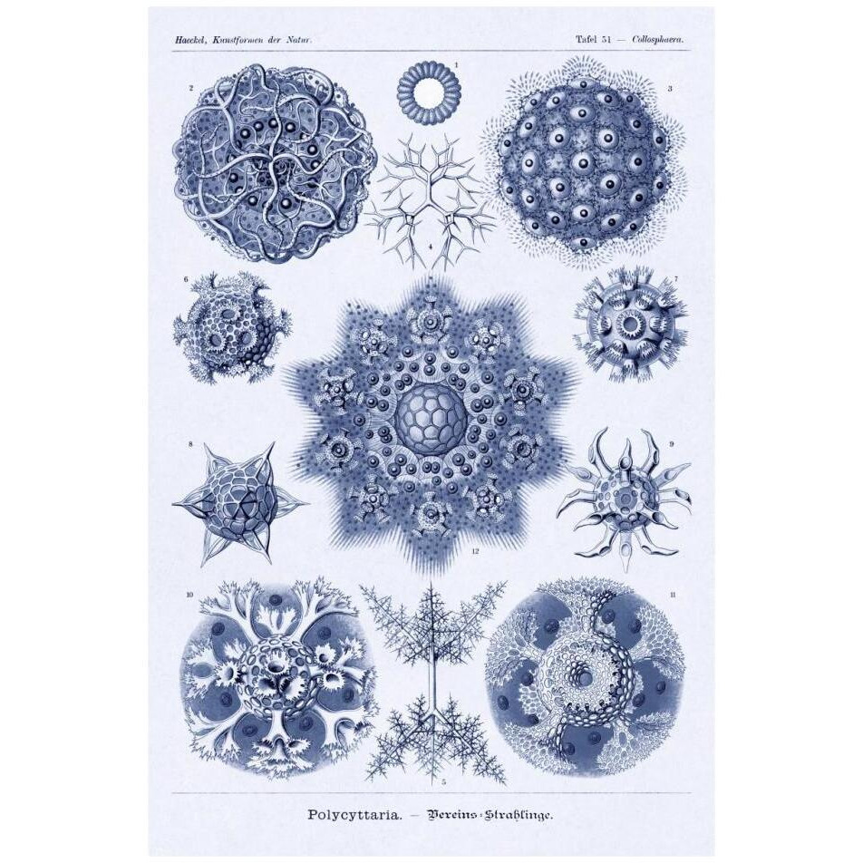 Haeckel Nature Illustrations Siphoneae Hydrozoa - Dark Blue Tint-Paper Art-22&quotx32"