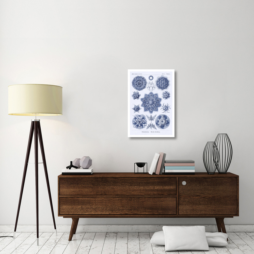 Haeckel Nature Illustrations Siphoneae Hydrozoa - Dark Blue Tint-Paper Art-22&quotx32"