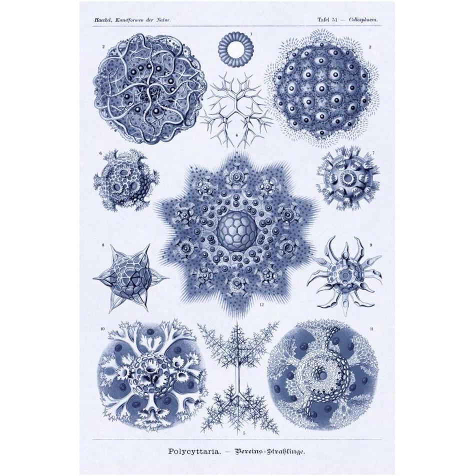 Haeckel Nature Illustrations Siphoneae Hydrozoa - Dark Blue Tint-Paper Art-26&quotx38"