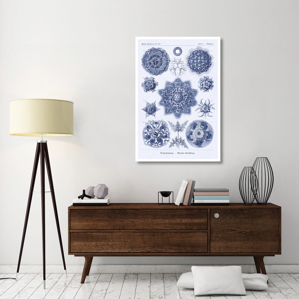 Haeckel Nature Illustrations Siphoneae Hydrozoa - Dark Blue Tint-Paper Art-34&quotx50"