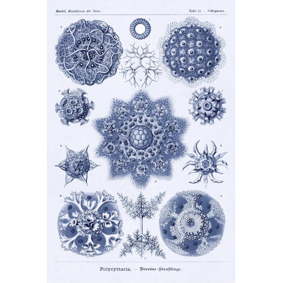 Haeckel Nature Illustrations Siphoneae Hydrozoa - Dark Blue Tint-Paper Art-42&quotx62"