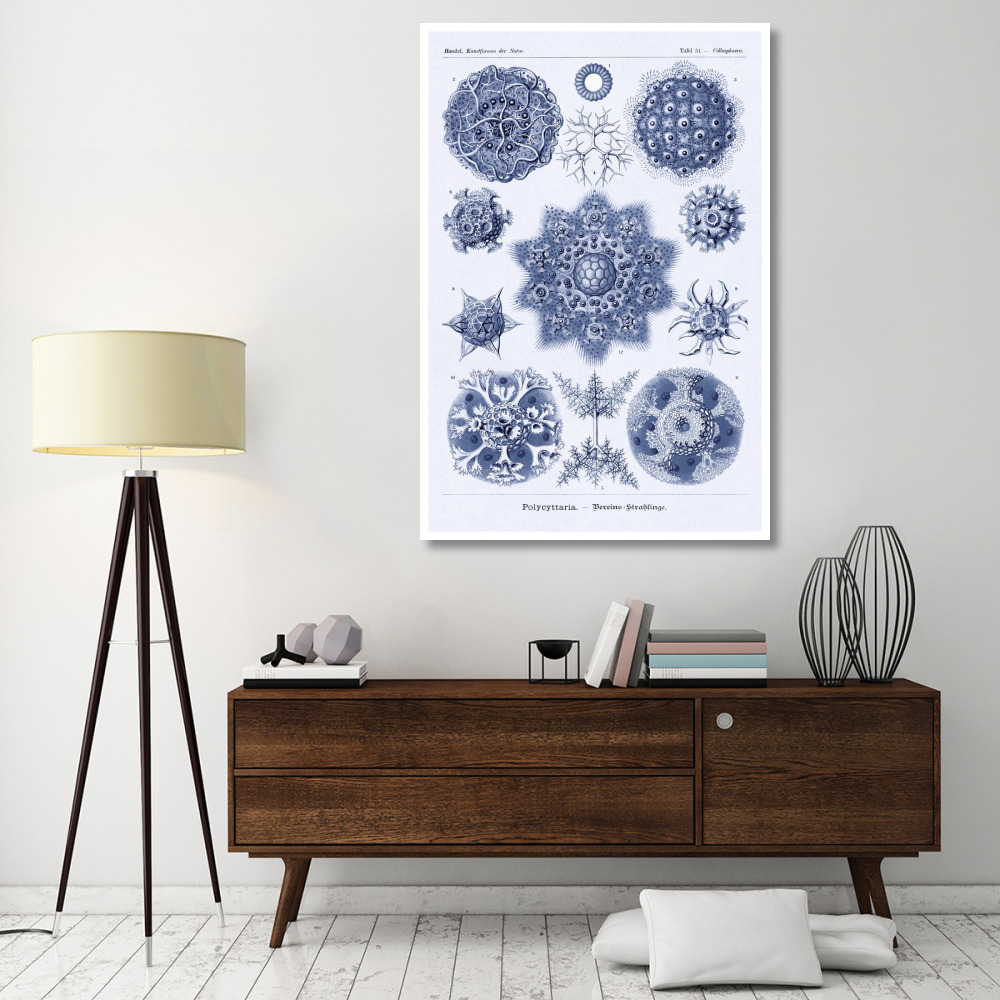 Haeckel Nature Illustrations Siphoneae Hydrozoa - Dark Blue Tint-Paper Art-42&quotx62"