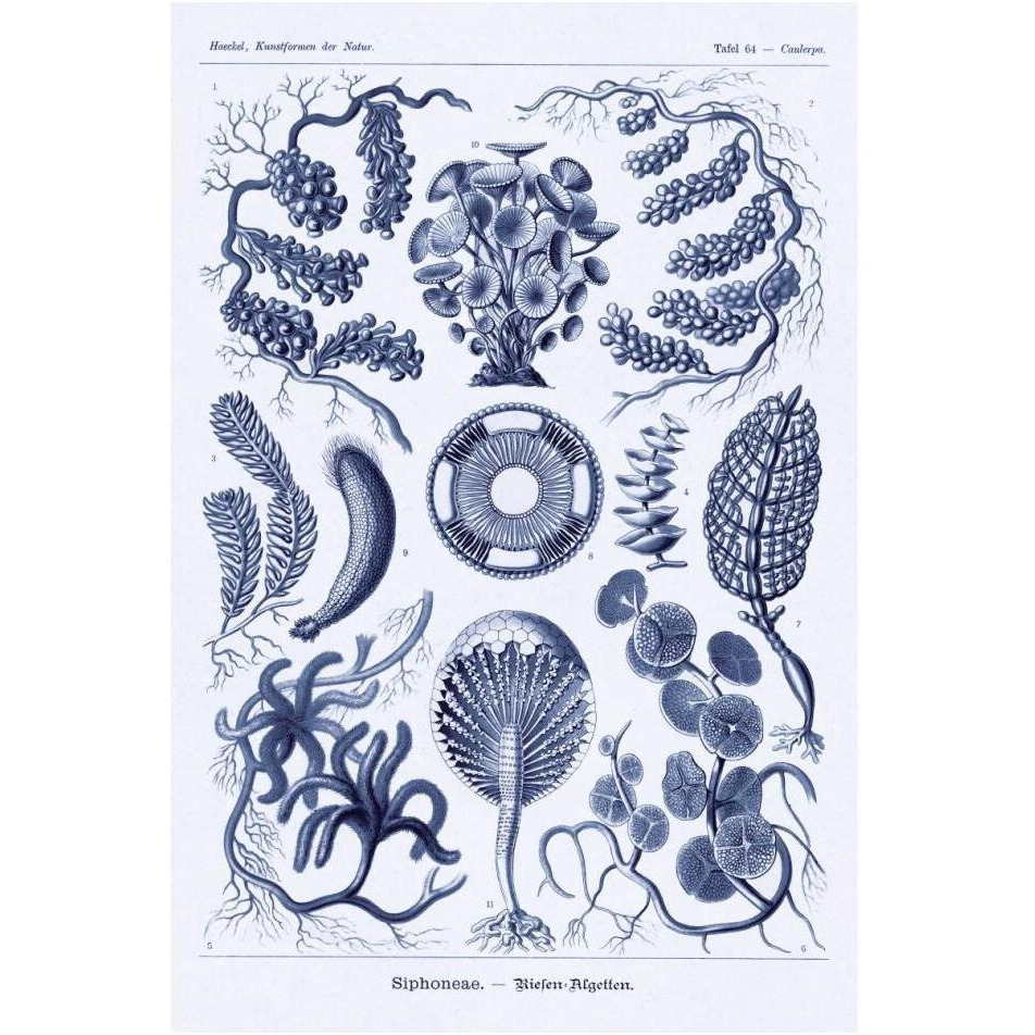 Haeckel Nature Illustrations Siphoneae Hydrozoa - Dark Blue Tint-Paper Art-14&quotx20"