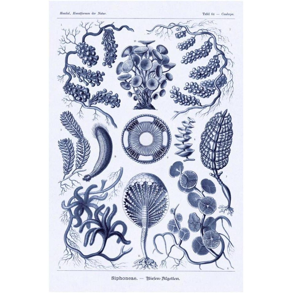 Haeckel Nature Illustrations Siphoneae Hydrozoa - Dark Blue Tint-Paper Art-26&quotx38"