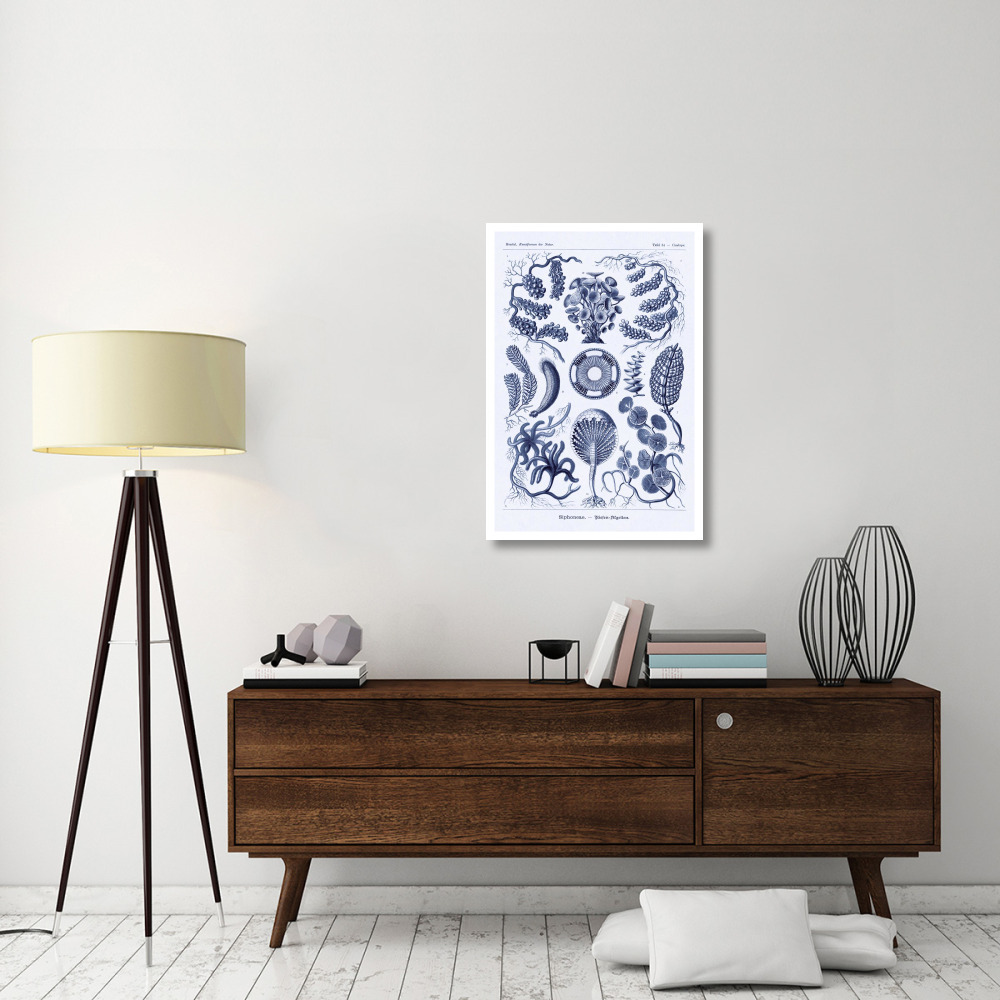 Haeckel Nature Illustrations Siphoneae Hydrozoa - Dark Blue Tint-Paper Art-26&quotx38"