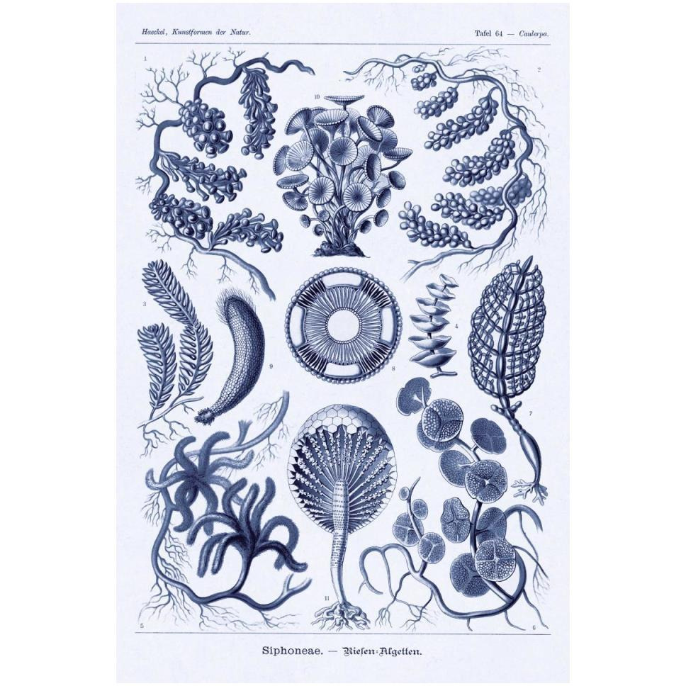 Haeckel Nature Illustrations Siphoneae Hydrozoa - Dark Blue Tint-Paper Art-34&quotx50"