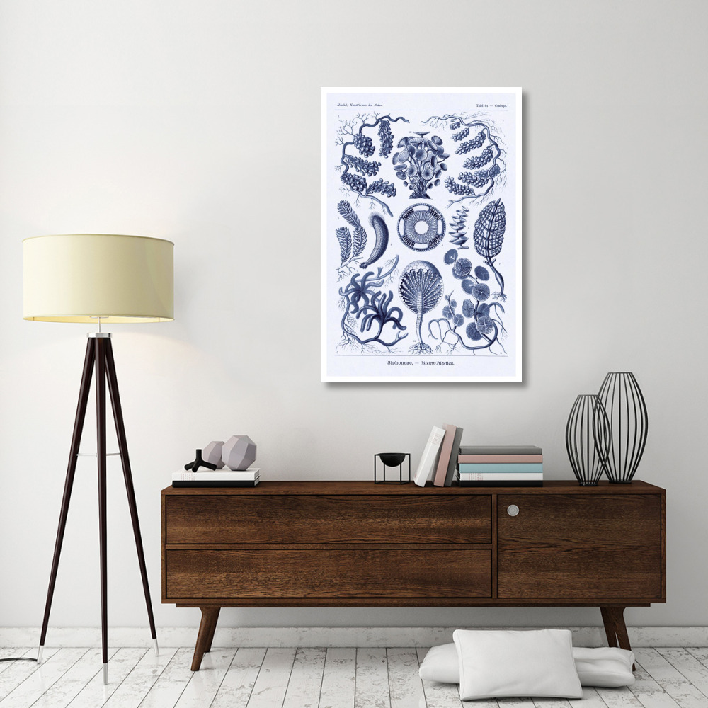 Haeckel Nature Illustrations Siphoneae Hydrozoa - Dark Blue Tint-Paper Art-34&quotx50"