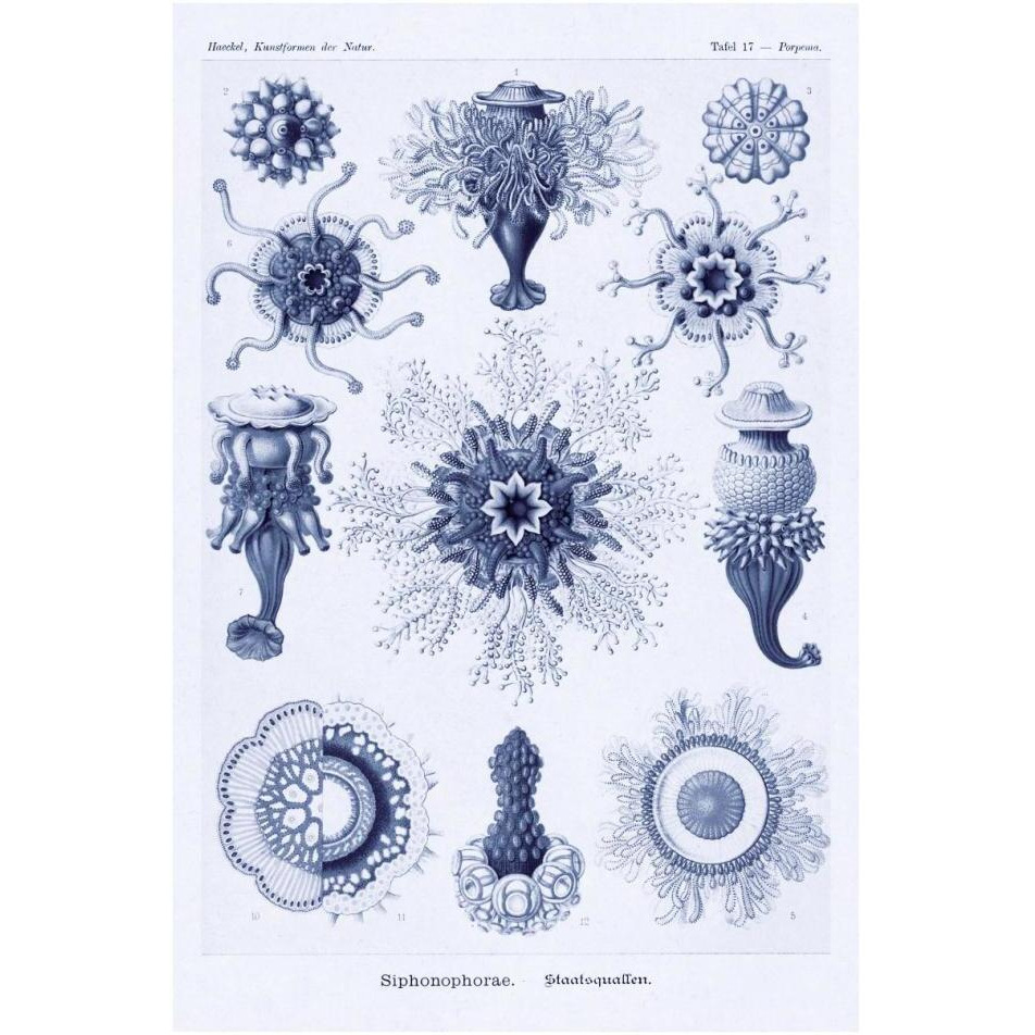 Haeckel Nature Illustrations Siphoneae Hydrozoa - Dark Blue Tint-Paper Art-26&quotx38"