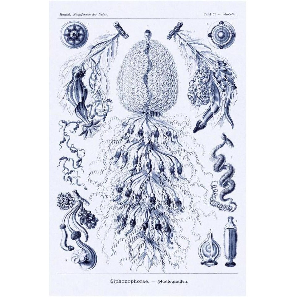 Haeckel Nature Illustrations Siphoneae Hydrozoa - Dark Blue Tint-Paper Art-14&quotx20"