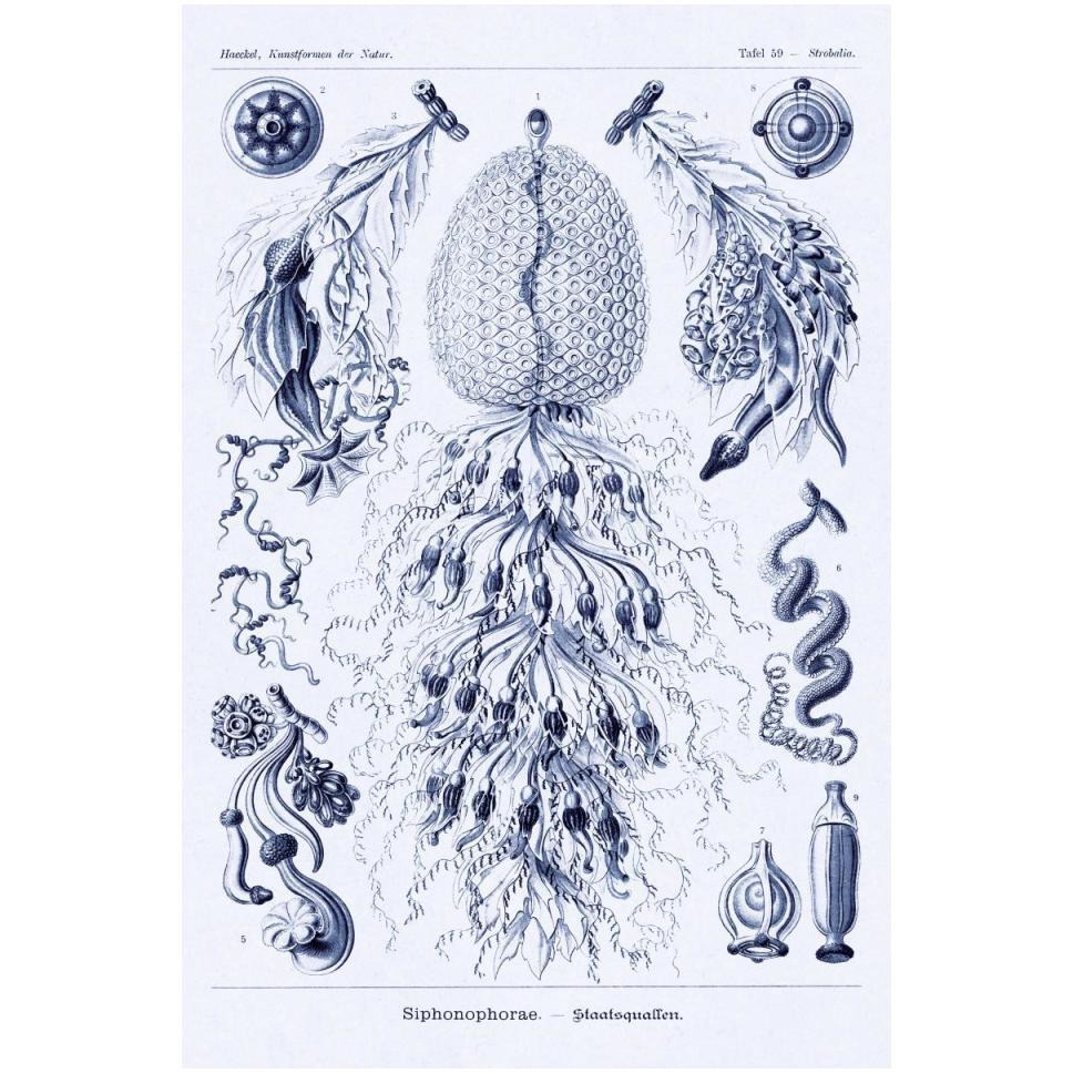 Haeckel Nature Illustrations Siphoneae Hydrozoa - Dark Blue Tint-Paper Art-34&quotx50"