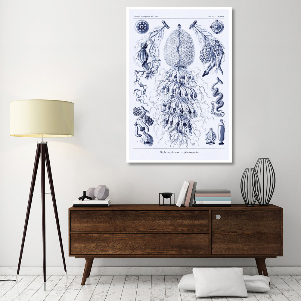 Haeckel Nature Illustrations Siphoneae Hydrozoa - Dark Blue Tint-Paper Art-42&quotx62"