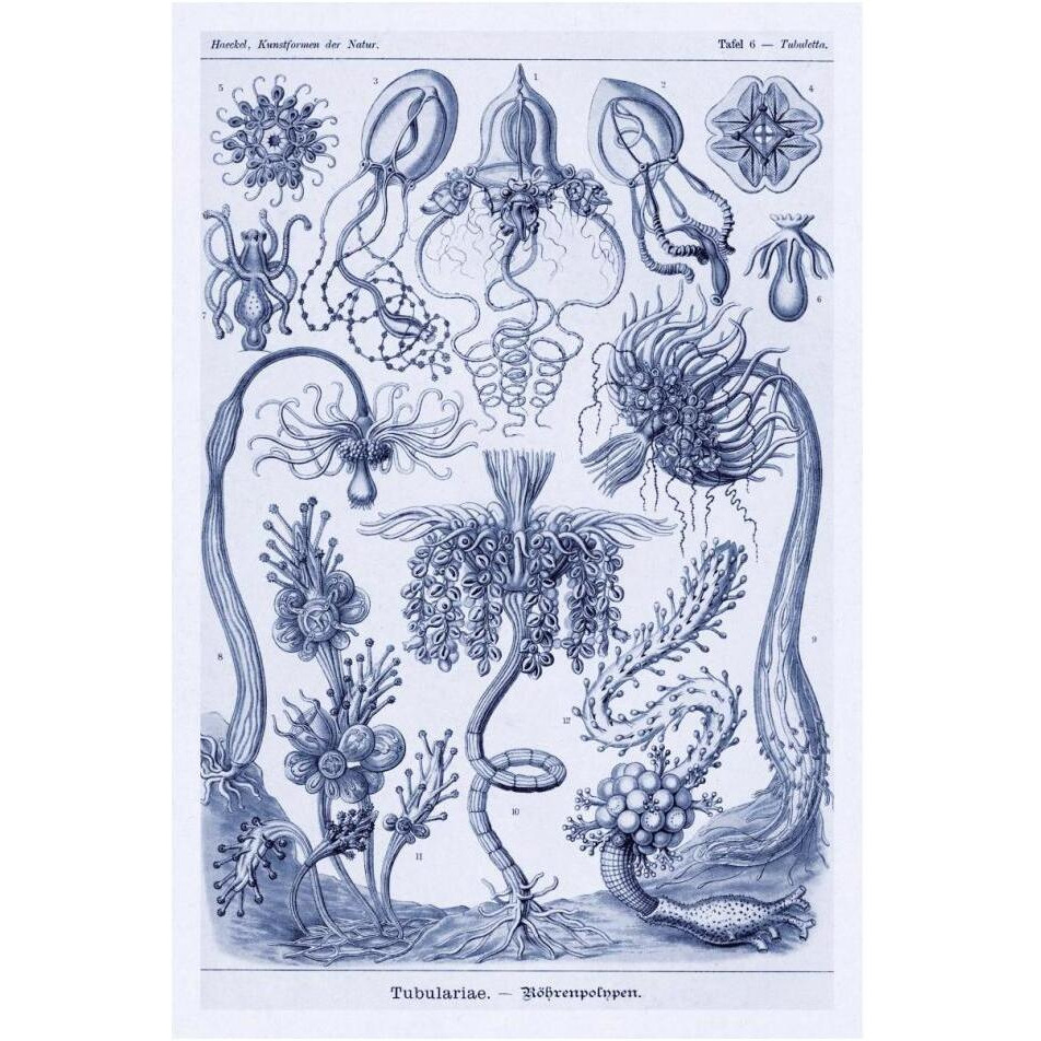 Haeckel Nature Illustrations Cephlopods - Dark Blue Tint-Paper Art-14&quotx20"