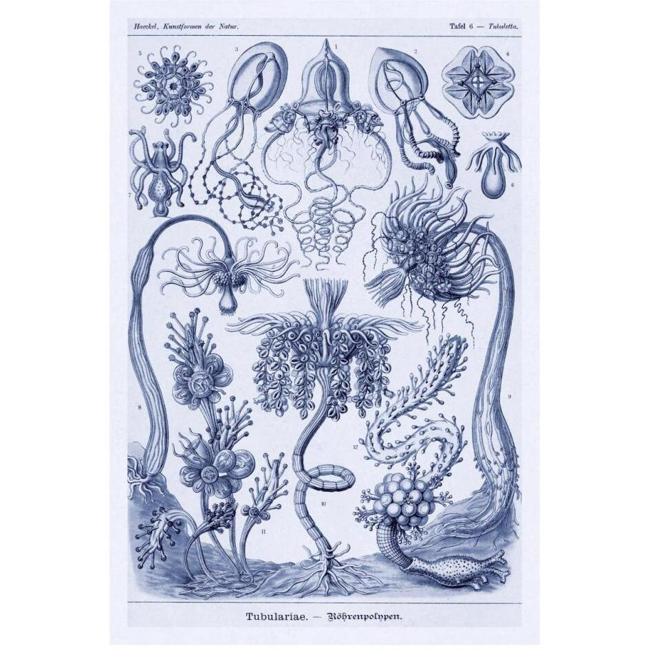 Haeckel Nature Illustrations Cephlopods - Dark Blue Tint-Paper Art-22&quotx32"