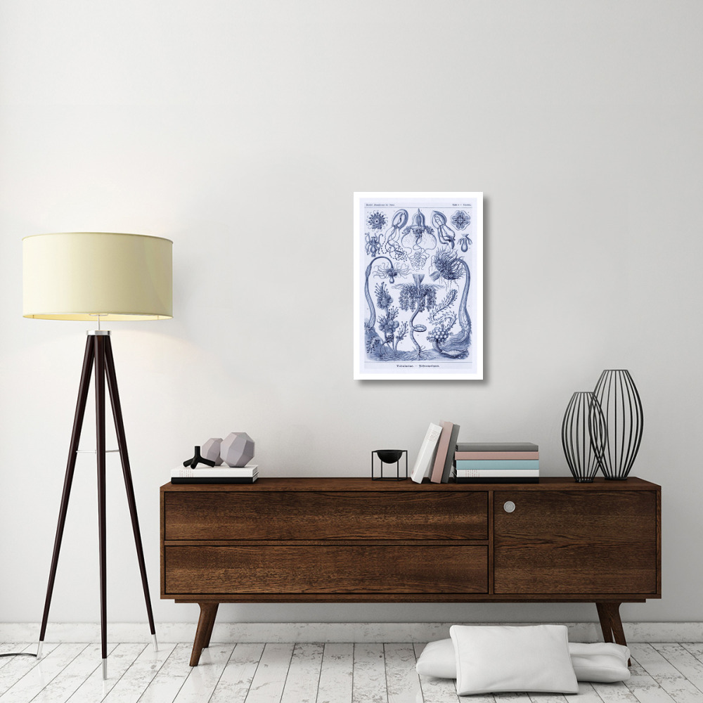 Haeckel Nature Illustrations Cephlopods - Dark Blue Tint-Paper Art-22&quotx32"