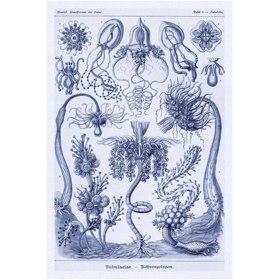 Haeckel Nature Illustrations Cephlopods - Dark Blue Tint-Paper Art-26&quotx38"