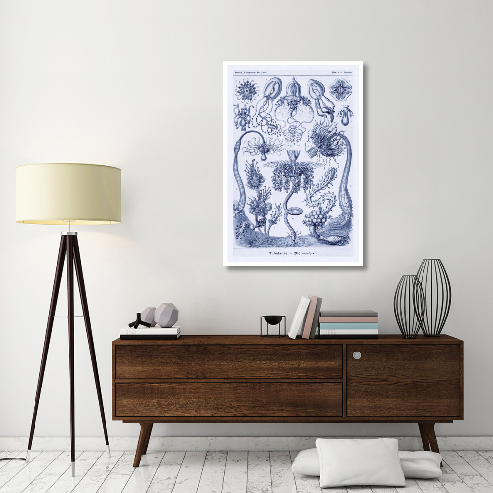 Haeckel Nature Illustrations Cephlopods - Dark Blue Tint-Paper Art-34&quotx50"