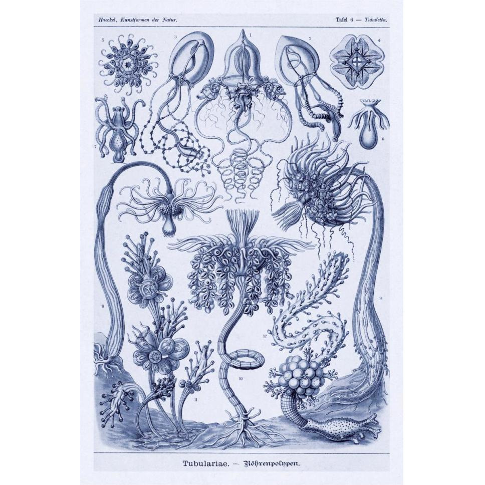 Haeckel Nature Illustrations Cephlopods - Dark Blue Tint-Paper Art-42&quotx62"