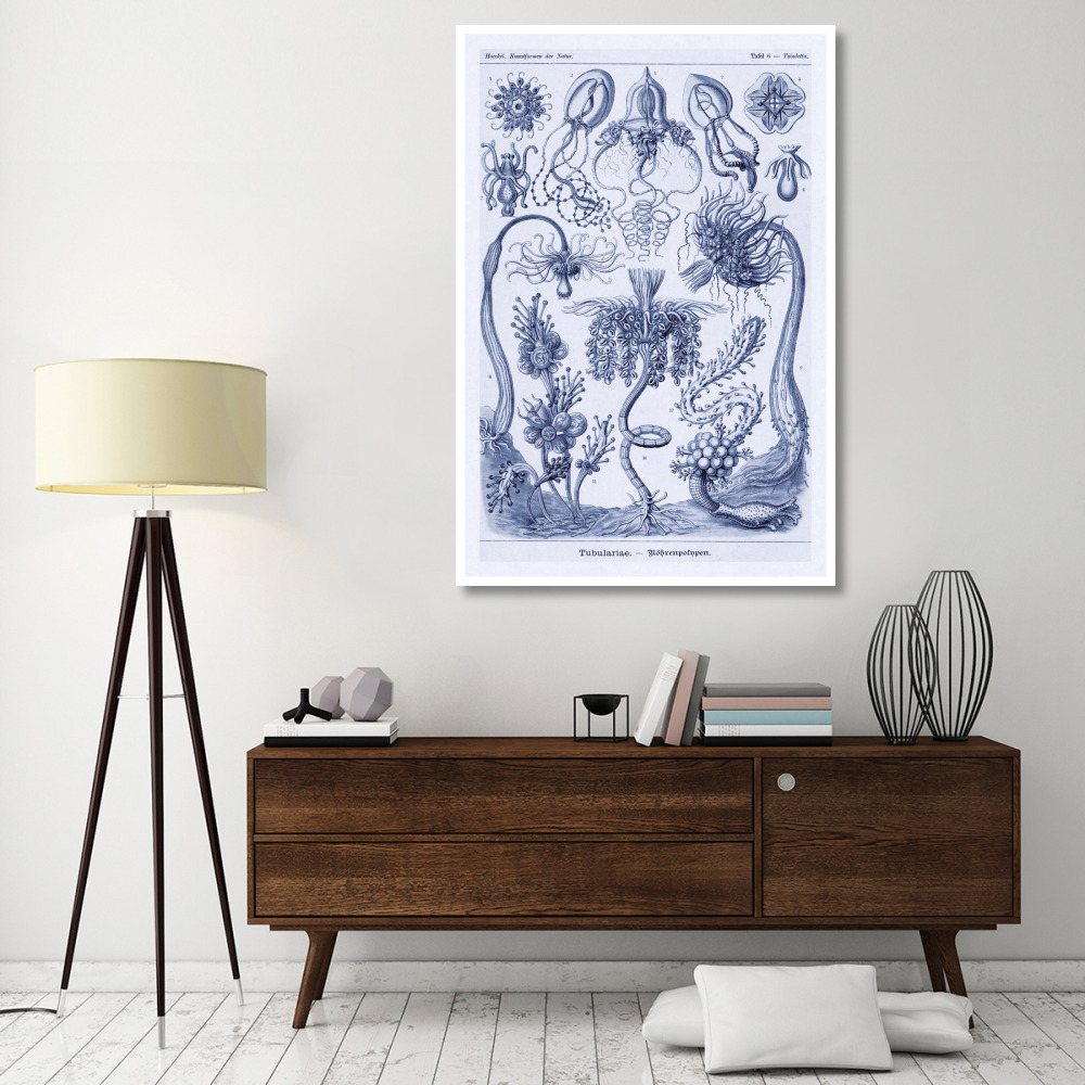 Haeckel Nature Illustrations Cephlopods - Dark Blue Tint-Paper Art-42&quotx62"