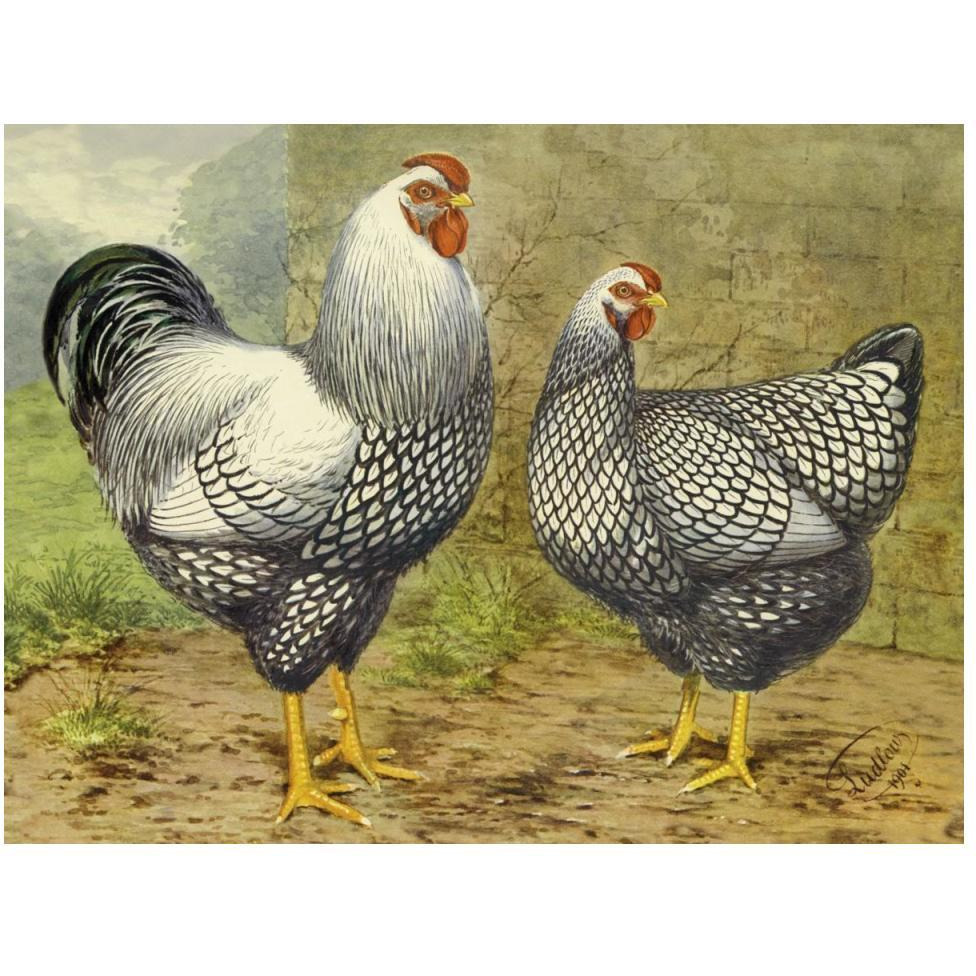 Chickens Silver Laced Wyandottes-Paper Art-50&quotx38"