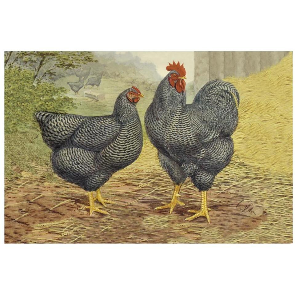 Chickens Plymouth Rocks-Paper Art-32&quotx22"