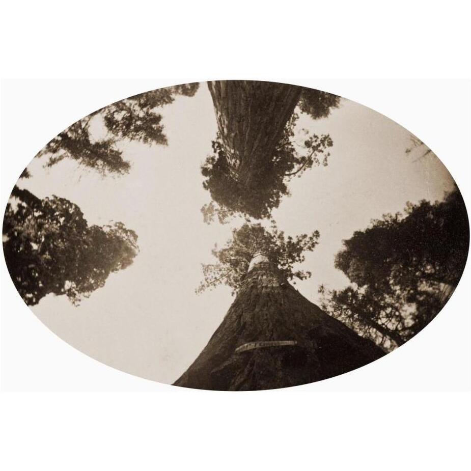 Among the Treetops, Calaveras Grove, California, 1878-Paper Art-26&quotx18"