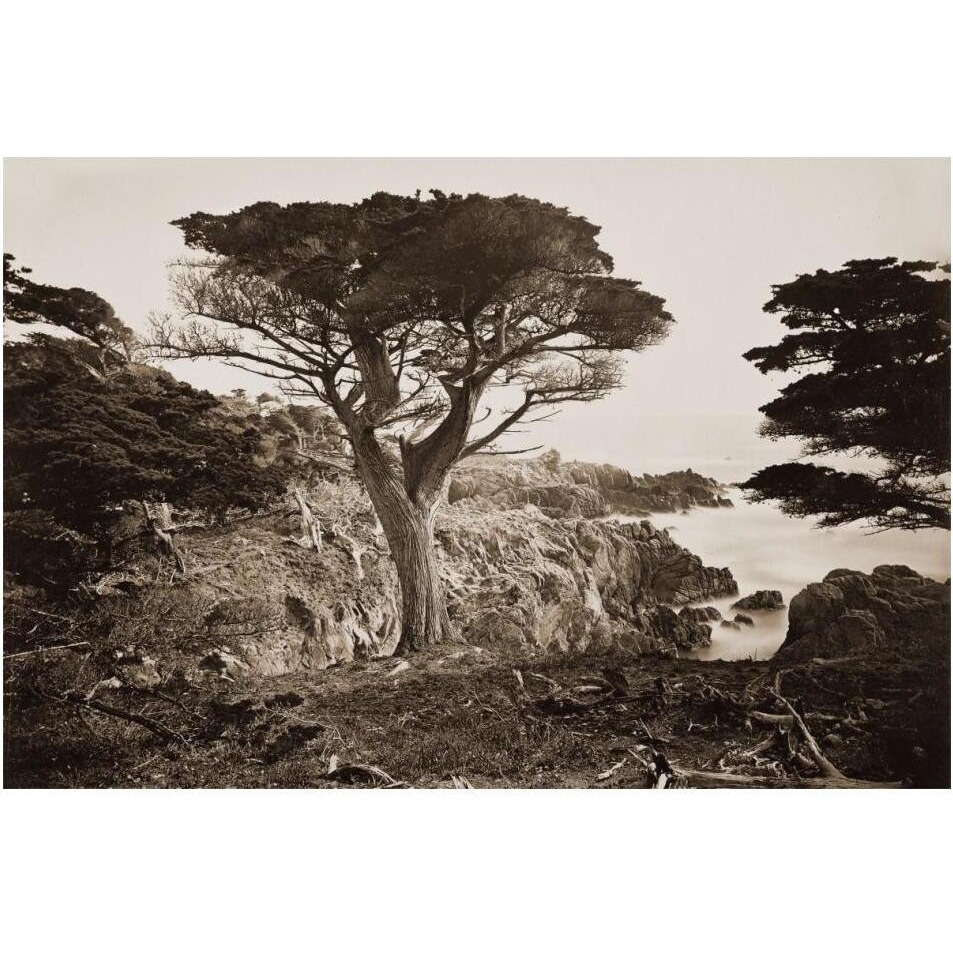 Cypress Point, Monterey, California, about 1880s-Paper Art-20&quotx14"