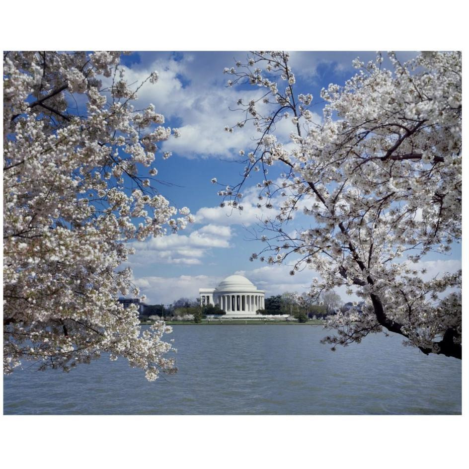 Jefferson Memorial with cherry blossoms, Washington, D.C.-Paper Art-26&quotx22"