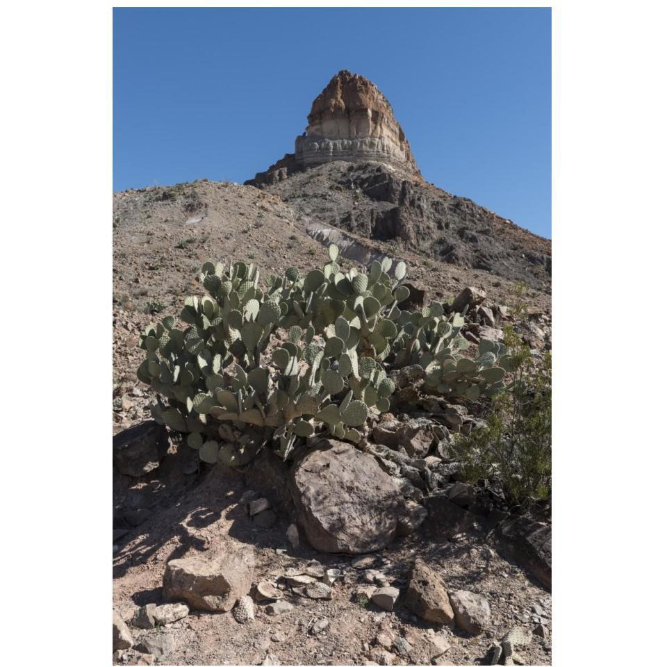 Prickly Pear Cactus and scenery in Big Bend National Park, TX-Paper Art-14&quotx20"