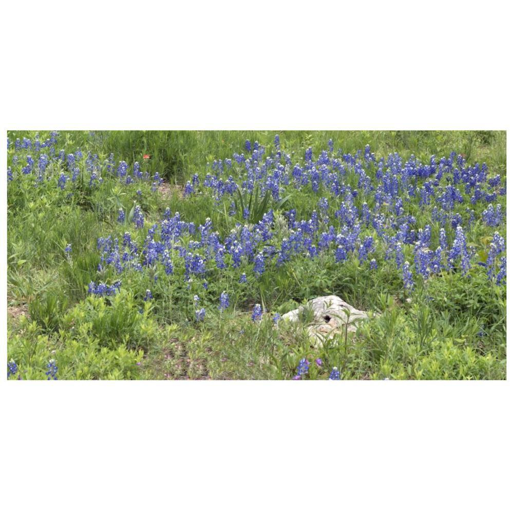 Bluebonnets at the Lady Bird Johnson Wildflower Center, near Austin, TX-Paper Art-74&quotx38"