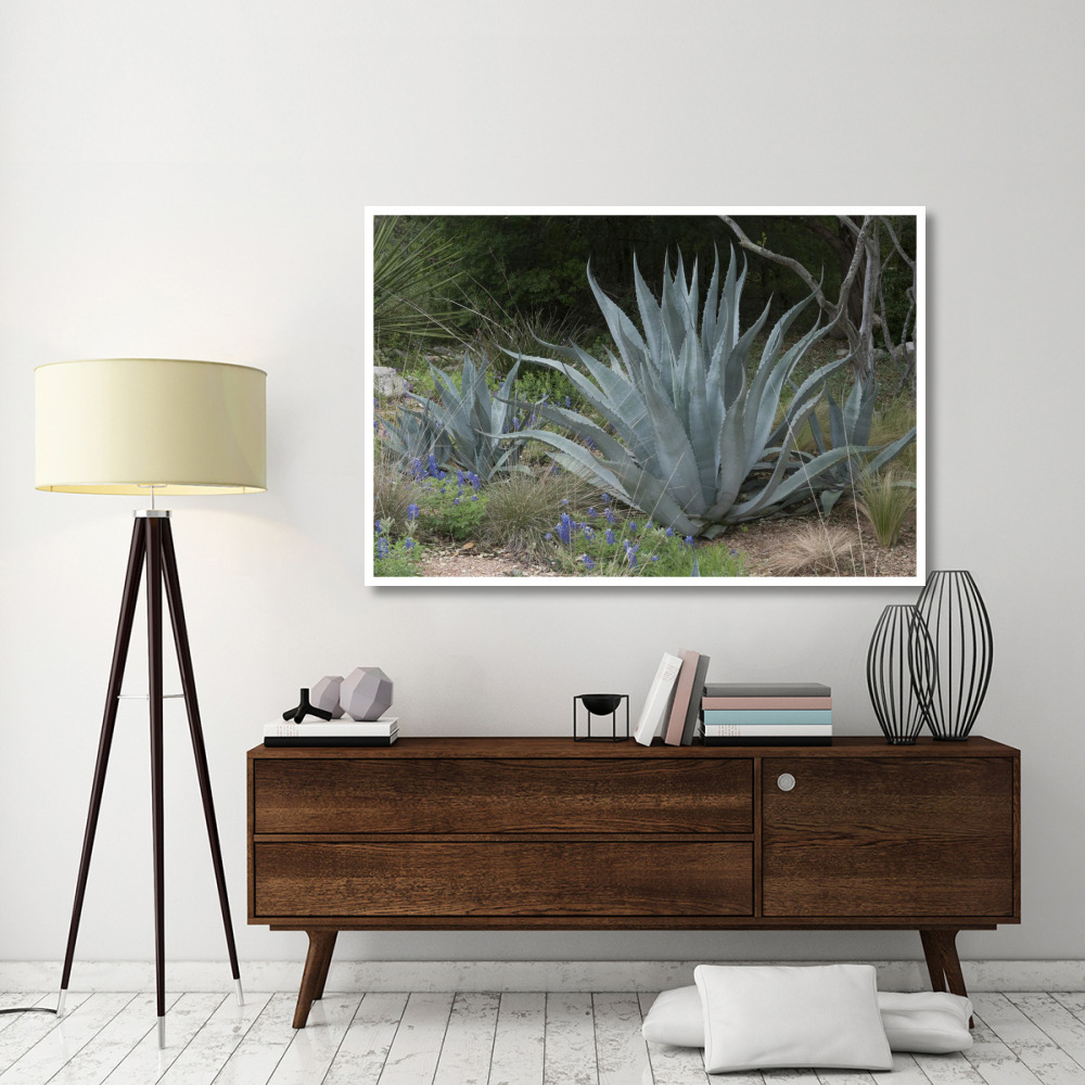 Agave and Bluebonnets at the Lady Bird Johnson Wildflower Center, near Austin, TX-Paper Art-62&quotx42"