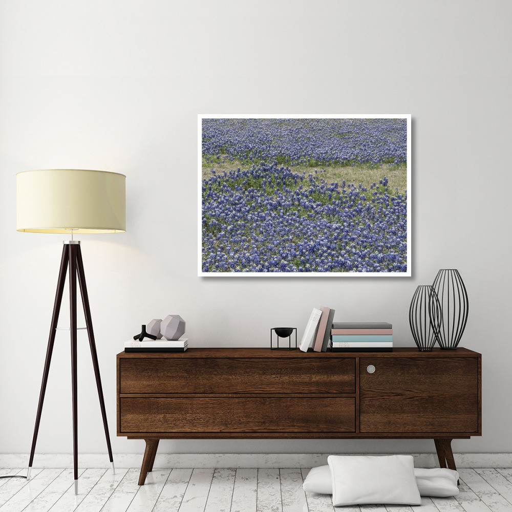 A profusion of Bluebonnets, in a field in Boerne, TX-Paper Art-50&quotx38"