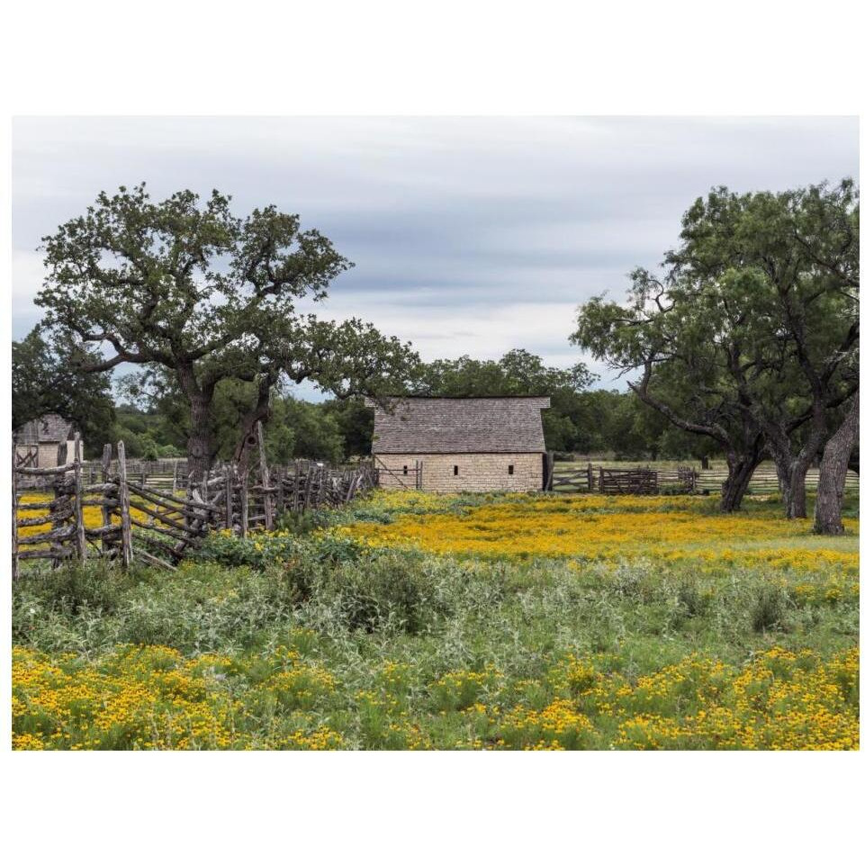 Vivid field of wildflowers in the Lyndon B. Johnson National Historical Park in Johnson City, TX-Paper Art-18&quotx14"