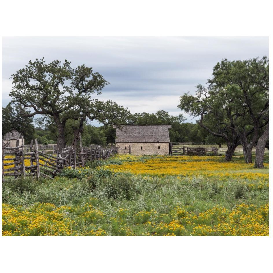 Vivid field of wildflowers in the Lyndon B. Johnson National Historical Park in Johnson City, TX-Paper Art-26&quotx20"