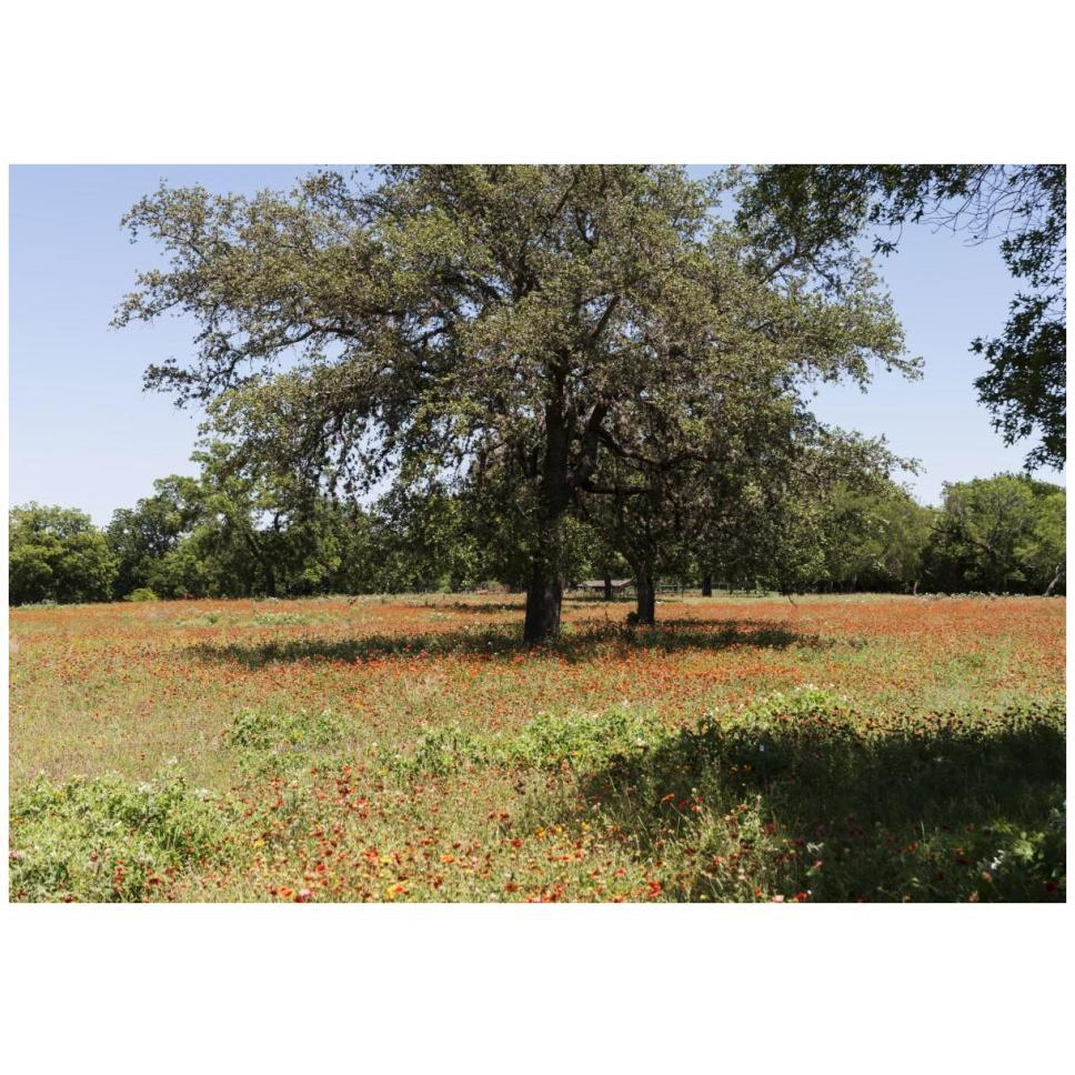 Shade trees and wildflowers on the LBJ Ranch, near Stonewall in the Texas Hill Country-Paper Art-42&quotx30"