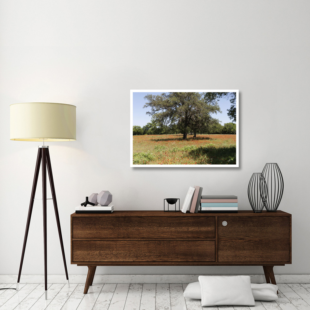 Shade trees and wildflowers on the LBJ Ranch, near Stonewall in the Texas Hill Country-Paper Art-42&quotx30"