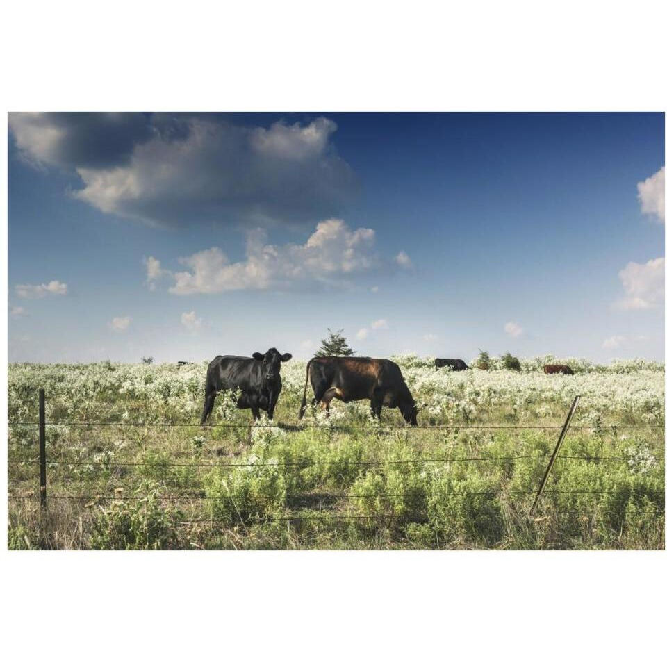 Cows in a field of wildflowers in rural Hunt County near Greenville, TX-Paper Art-38&quotx26"