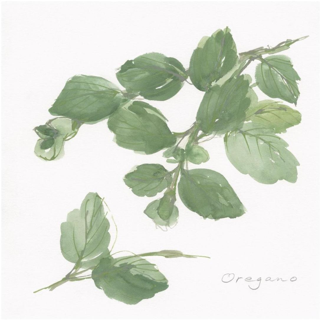 Oregano -Paper Art-20&quotx20"