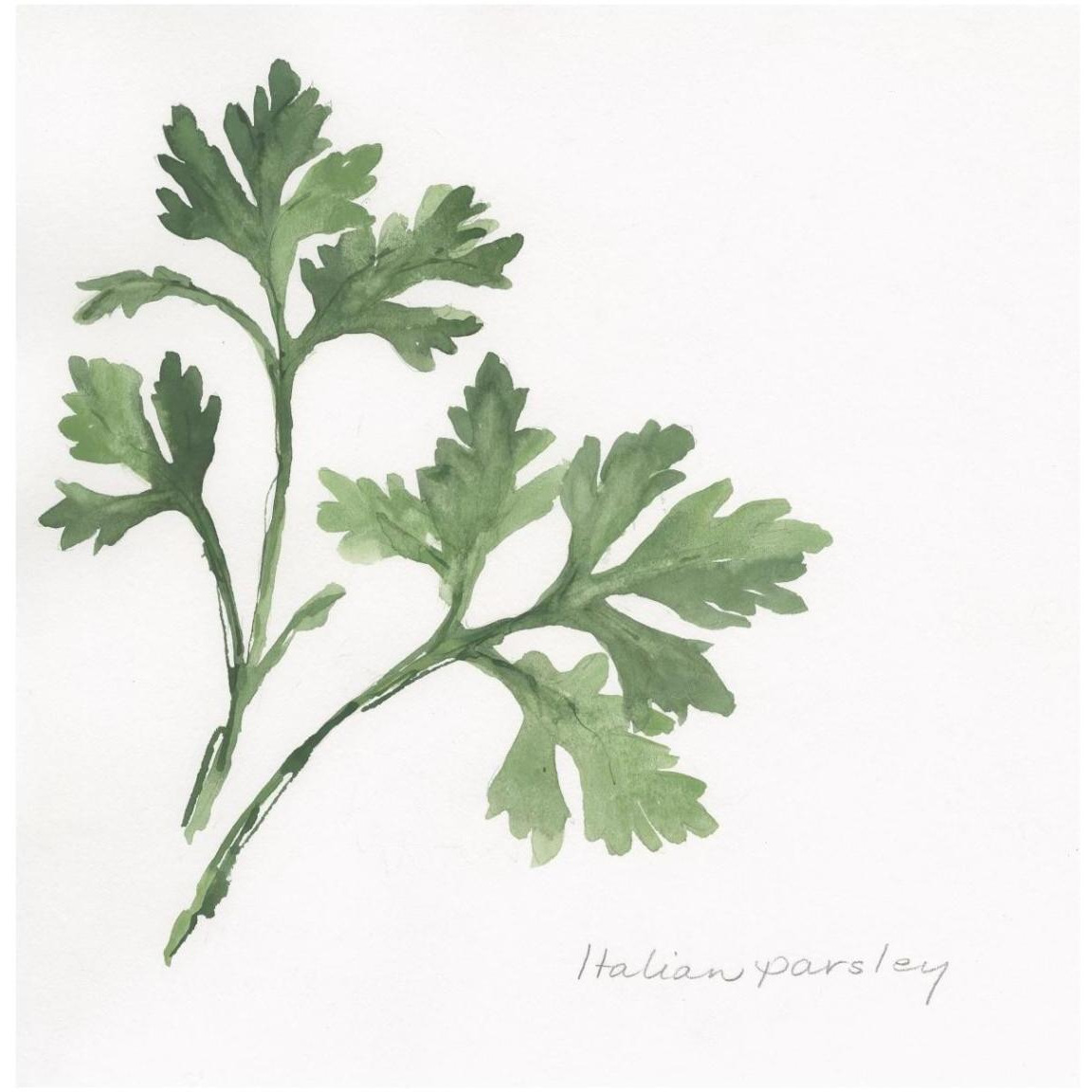 Italian Parsley -Paper Art-42&quotx42"